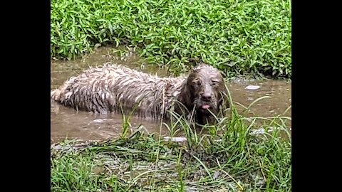 Golden Retriever Thoroughly Enjoys A Lovely Mud Bath