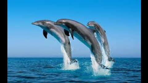 A Herd of Dolphins
