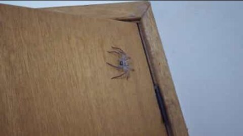 Se tiver uma aranha no banheiro deixe um bilhete na porta!