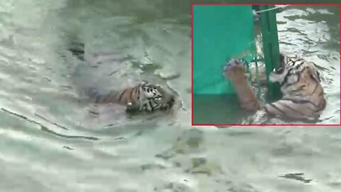 Tiger gets stuck in river bed, dies after rescue operation failed