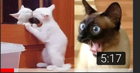 🐶🐱 Funny Cat And Dog Videos -Try Not To Laugh 🤣🤣 | Super Dog