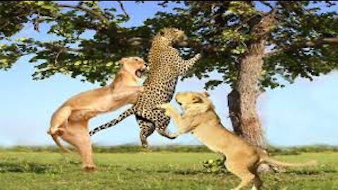 Incredible fight between Leopard and Loin
