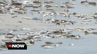 Dozens of sick sea turtles after red tide hits Siesta Key