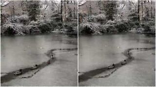 Des canards se fraient un chemin sur un lac gelé