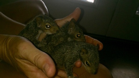 Hurricane Irma squirrel babies