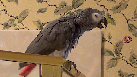 Hospitable parrot offers an interesting lunch invitation