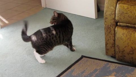 Hunting Cat Gets Frustrated When She Fails To Catch Her Own Tail