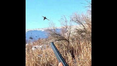 Take on Colorado's Rocky Mountain Roosters in Next Week's Action-Packed Pheasant Hunting Preview!