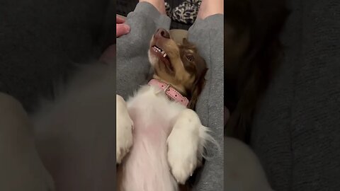 You mess with the sleeping Doxie, you get the fangs