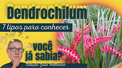 7 TYPES OF ORCHIDEAS DENDROCHILUM | JOÃO HELLMANN COLLECTION | JOINVILLE ORCHIDOFIST - SC