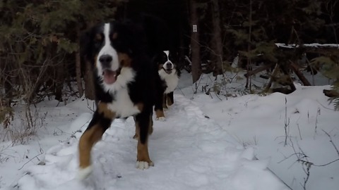 GoPro Dog Forest Hike!