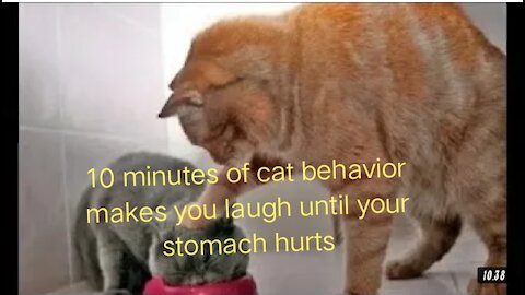 10 minutes of cat behavior makes you laugh until your stomach hurts