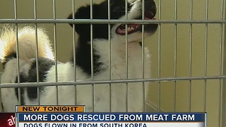 Dog rescued from meat farm