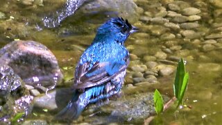 Stunning indigo bunting enjoys bath in backyard pond