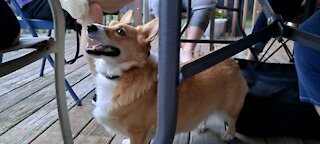 Corgi stimulation overload