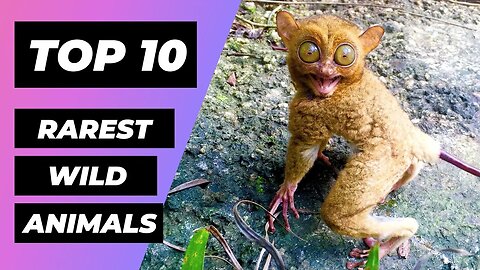 TOP 10 RAREST Animals In The Wild | 1 Minute Animals