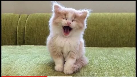 OMG Super Cute 😍 best funny cats and dogs compilation