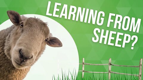Learning from Sheep?