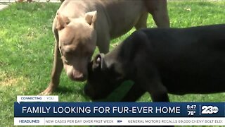 Pet of the Week: family of pups looking for forever home