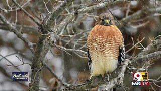 Positively Cincinnati: How nature photography strengthened couple's relationship