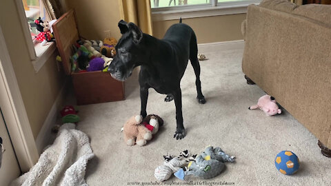 Funny Great Dane Digs Through Her Toy Box For The Perfect Toy