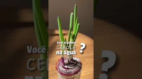 Você já plantou cebola na água?