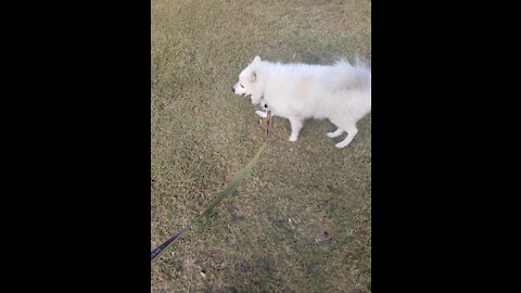 An American Eskimo dog walking in a park
