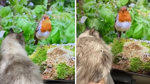 Cat Watches Wildlife Documentary, Tries To Catch Bird On Screen