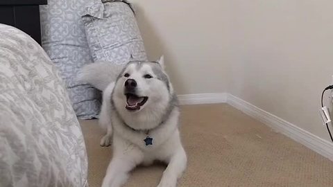 Morning wake up call: Husky edition