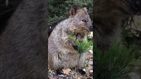 Cute funny Quokka -117