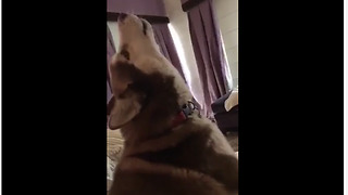 Stubborn Husky Refuses To Leave The Bed And Howls In Protest