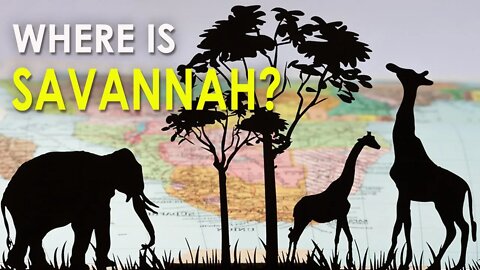 SAVANNAH FOUND IN THREE CONTINENTS. FIND OUT WHERE - HD | SAVANNAH GRASSLAND | TROPICAL SAVANNAH
