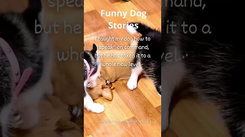 Hilarious Dog Moments: Laughter Guaranteed! 16