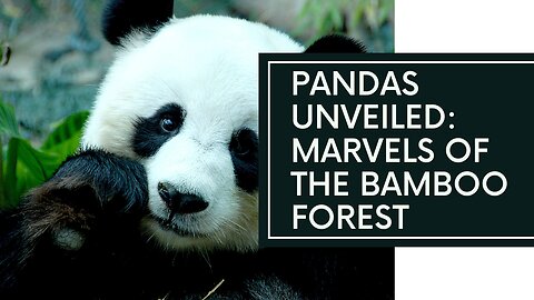 Pandas Unveiled: Marvels of the Bamboo Forest