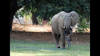 Tourists watch elephant casually drink from garden hose in backyard