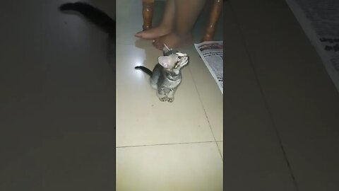 Kitty cat responding to meow . 😻