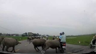 Búfalos invadem estrada e atacam motociclista
