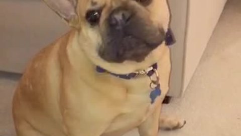 Frenchie forced to go on diet, growls in protest