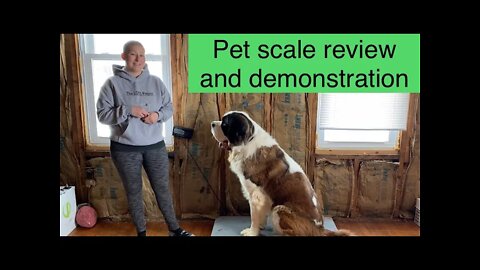 Pet / livestock / platform scale review and demonstration- St. Bernard