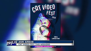Cat Video Fest coming to Detroit this weekend