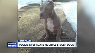 Family searches for dog stolen from their yard