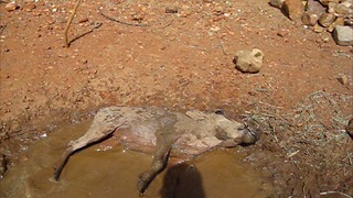 Young rescued warthog enjoys a mudbath