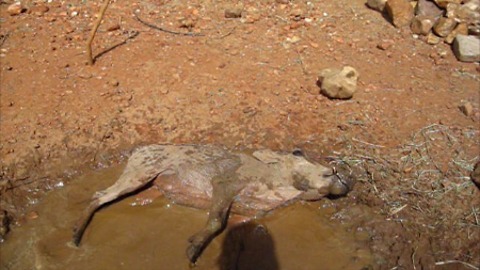 Young rescued warthog enjoys a mudbath