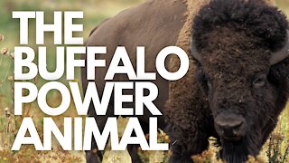 The Buffalo Power Animal