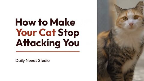 How to Make Your Cat Stop Attacking You - Daily Needs Studio
