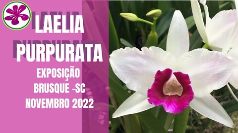 LAELIA PURPURATA | A ORQUIDEA DESTAQUE DA EXPOSIÇÃO DE ORQUÍDEAS EM BRUSQUE (SC) BRASIL