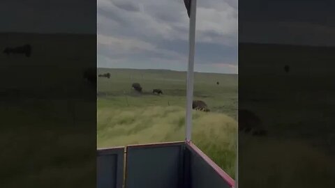 Feeding Bisons at Terry Bison Ranch #shorts