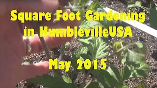 SFG Square Foot Garden 2015 05 - grape tomato, cold damage, spinach mistake