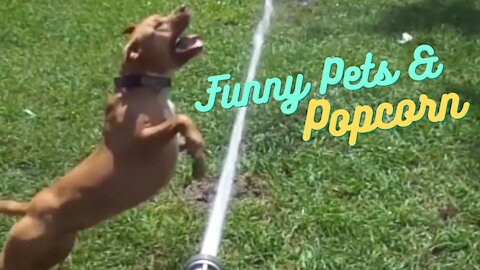 These Pets are awesome ❤ Funny Amazing Video