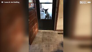 Cette chèvre frappe à la porte de ses voisins pour entrer